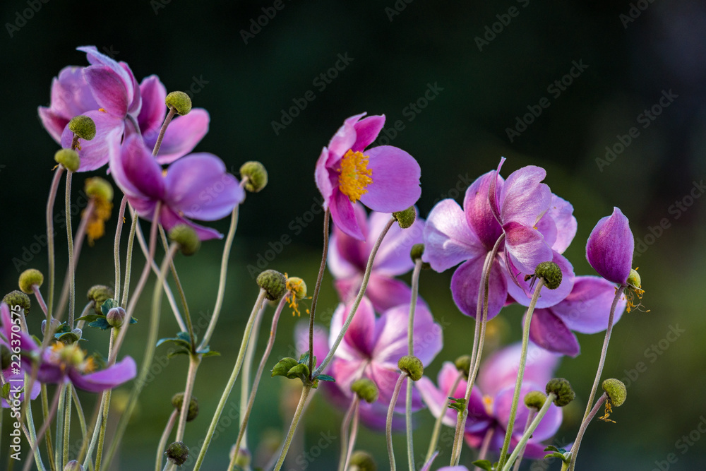 bunch of pink flowers in the field with dark background bunch of pink flowers in the field with dark background