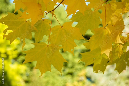 close up of bunch yellow maple leaves under the shade on a sunny day