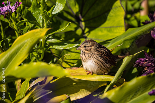 cute female sparrow resting on big green leaves under the sun