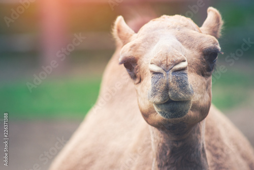 Arabian camel © J.NATAYO