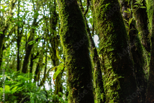 Green Moss on trees in tropical forest photo