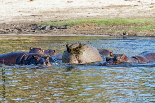 Male hippo fling its poop by spinning its tail to mark its territory. photo