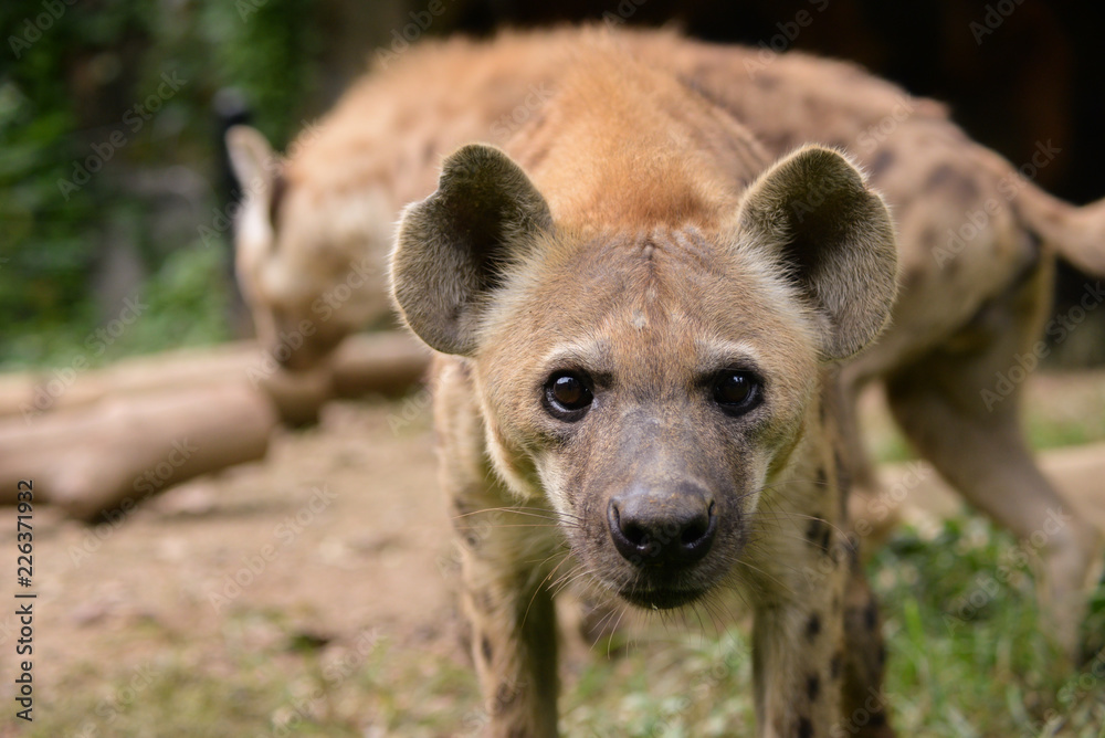 spotted hyena