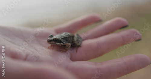 closeup small frog on female hand