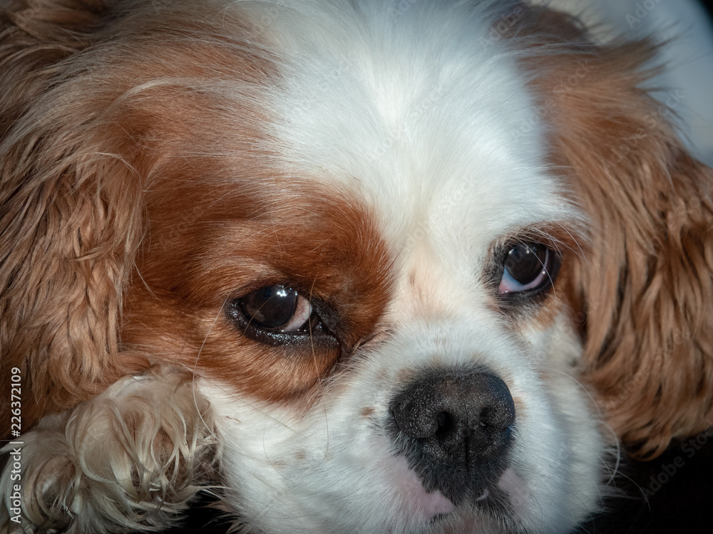 Portrait cavalier king charles spaniel Portrait cavalier king charles spaniel