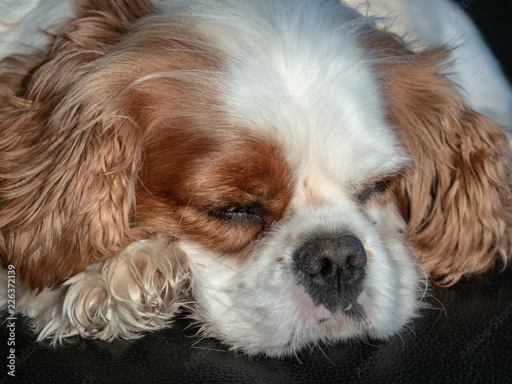 Portrait of cavalier king charles spaniel