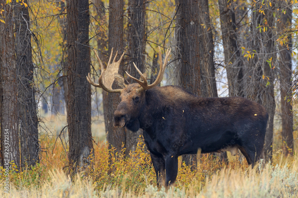 Bull Shiras Moose in the Fall Rut Bull Shiras Moose in the Fall Rut