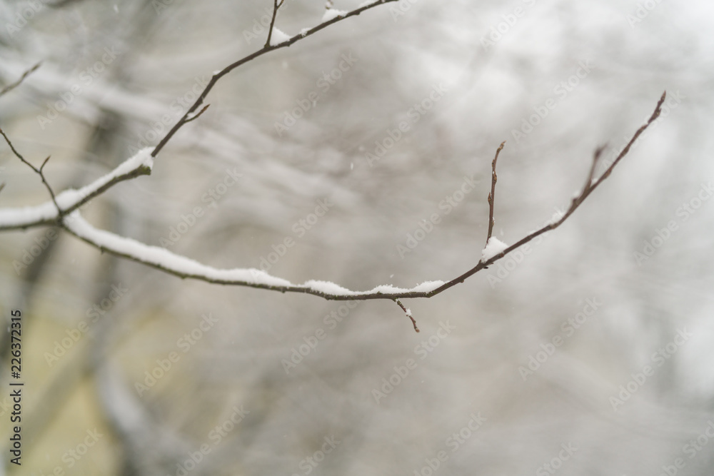 bare tree branch covered with snow in winter bare tree branch covered with snow in winter