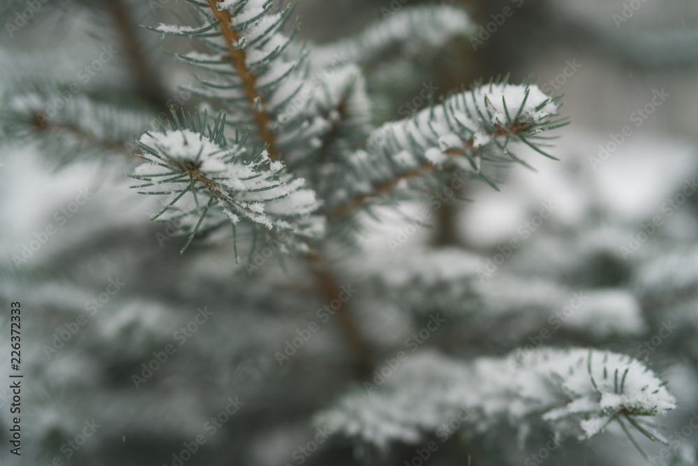 closeup spruce branches covered with snow in winter