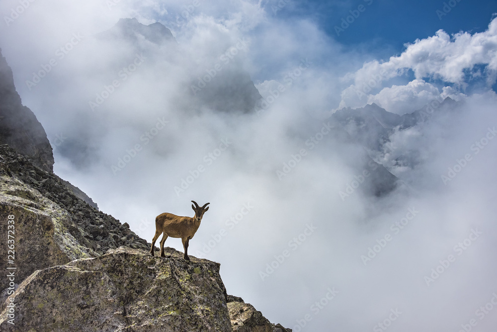 Wild mountain goats in misty mountains. Kabardino-Balkariya, Caucasus, Russia Wild mountain goats in misty mountains. Kabardino-Balkariya, Caucasus, Russia