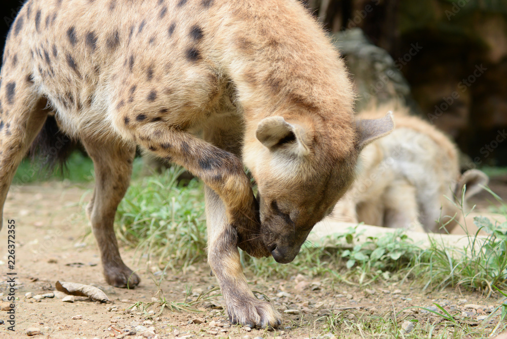 Fototapeta premium spotted hyena