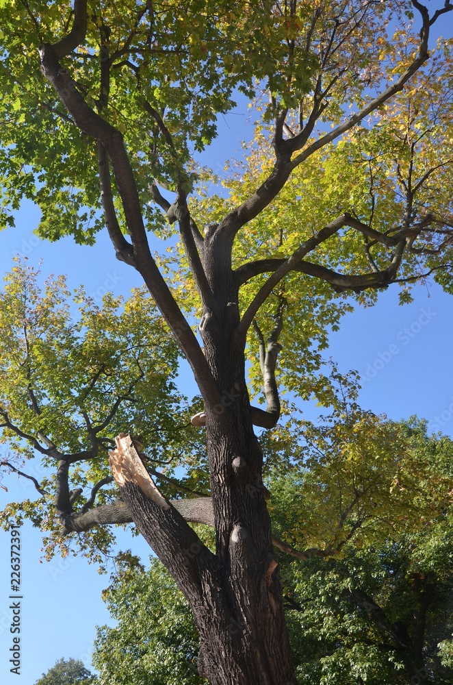Sturmschaden an einem Baum - Ast abgebrochen Sturmschaden an einem Baum - Ast abgebrochen