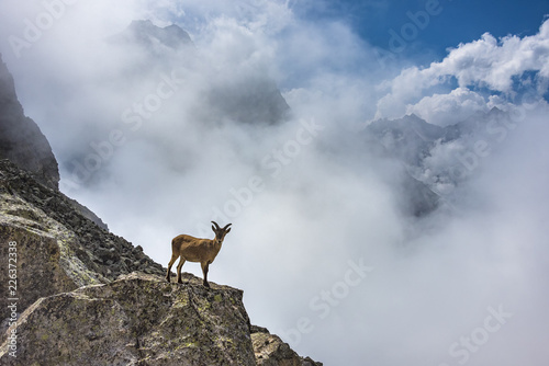 Wild mountain goats in misty mountains. Kabardino-Balkariya, Caucasus, Russia