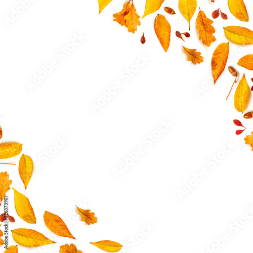 Autumn composition with acorns, golden marple and oak leaves isolated on white background. Autumn l Pattern. Flat lay, top view
