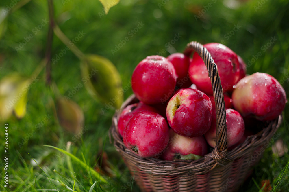 On the grass is a basket. In it red apples with drops water. The background is blurred. Top branch with leaves