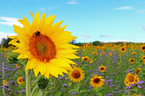 Sonnenblumen  Helianthus annuus 