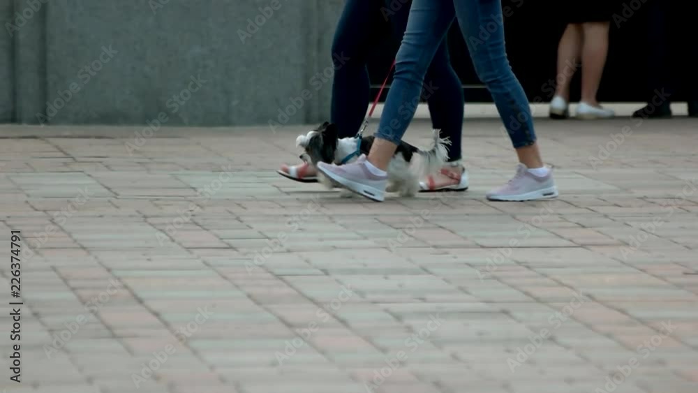 Two girls walking with little hairy dog. Women walking in on a city pavement with fluffy havense dog, slow motion. Two girls walking with little hairy dog. Women walking in on a city pavement with fluffy havense dog, slow motion.