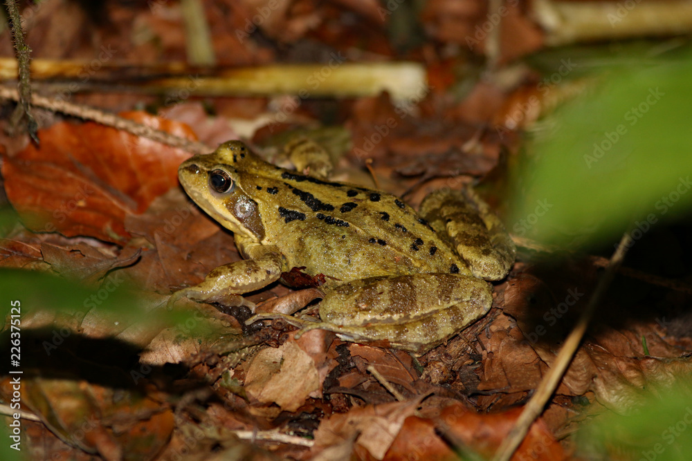 Obraz premium Grasfrosch