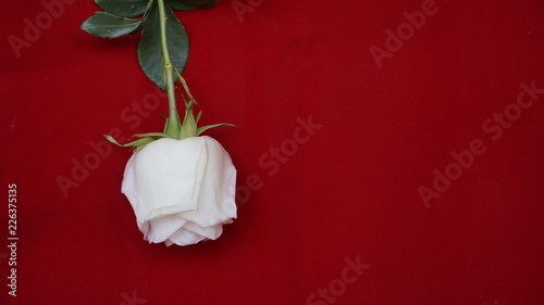 белая роза на красном фоне