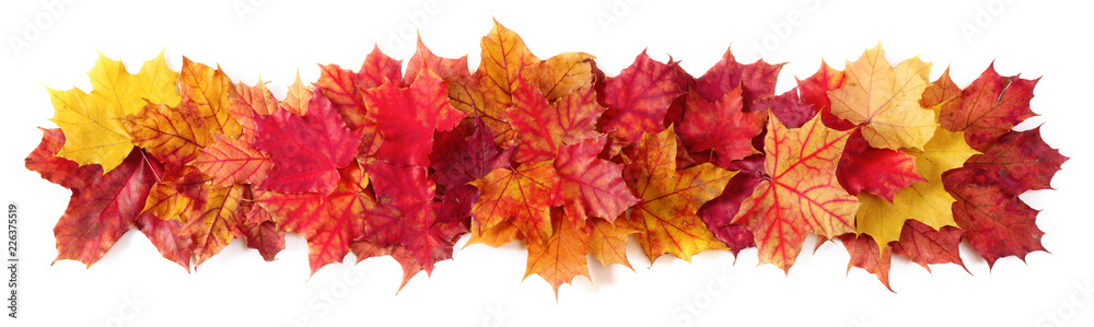 Isolated Autumn Leaves Isolated Autumn Leaves