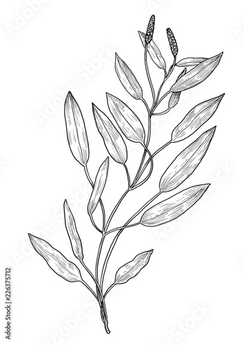Pondweed illustration, drawing, engraving, ink, line art, vector