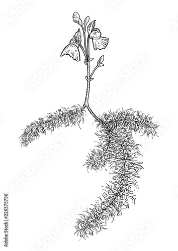 Greater bladderwort illustration, drawing, engraving, ink, line art, vector photo