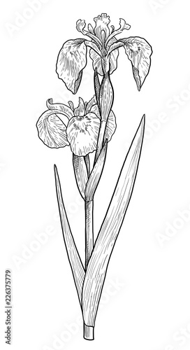 Yellow flag iris illustration, drawing, engraving, ink, line art, vector