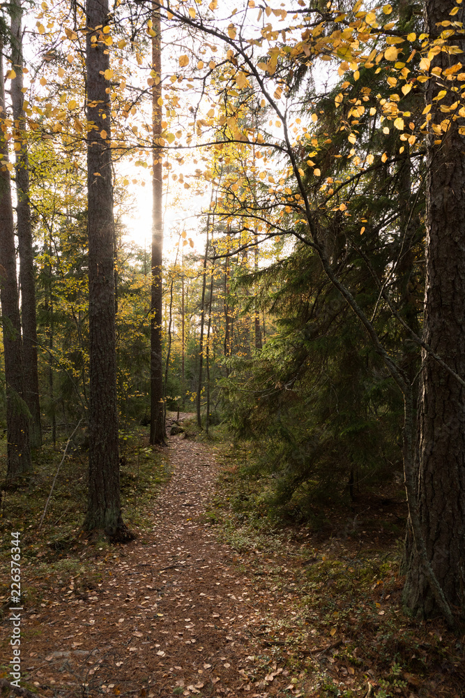 Obraz premium Autumn sun