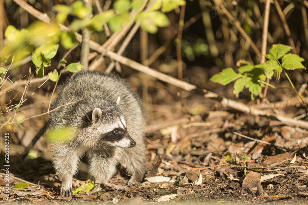 Racoon watching