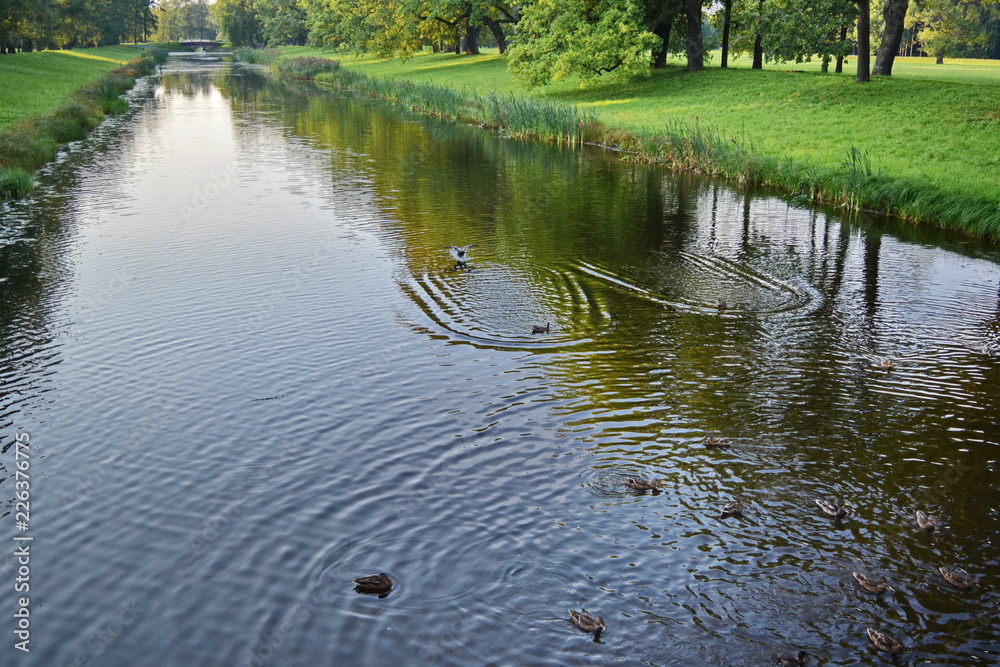 narrow long straight creek between fields with green grass on which a flock of ducks swims on background of trees narrow long straight creek between fields with green grass on which a flock of ducks swims on background of trees