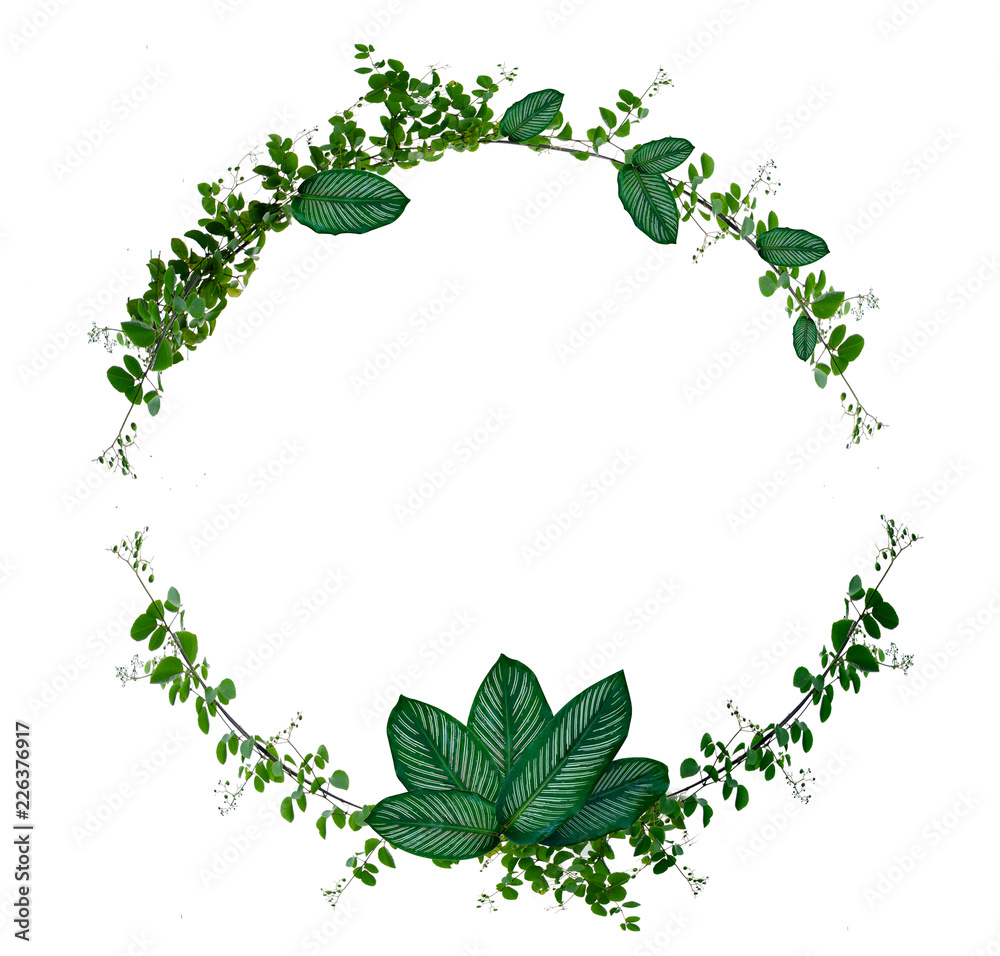 Vine and leaf monstera Circle of Isolates Used in design Border Frame made of Green climbing plant isolated on white background Vine and leaf monstera Circle of Isolates Used in design Border Frame made of Green climbing plant isolated on white background