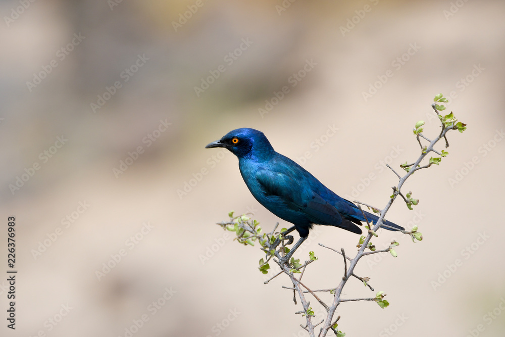 Rotschulter-Glanzstar  im Krüger National Park Südafrika