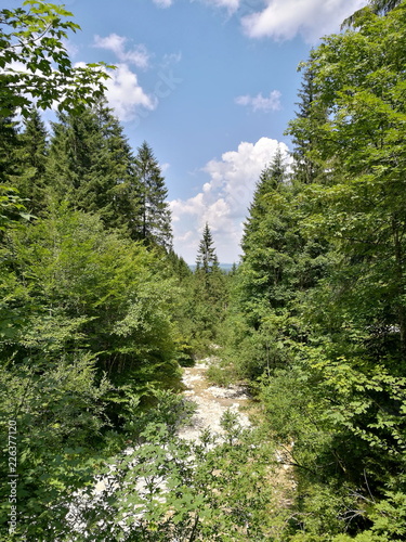 Flussbett im dichten Wald entlang der Pürschlingstraße im Sommer bei Sonnenschein in den Ammergauer Alpen in Unterammergau bei Oberammergau und Garmisch-Partenkirchen im Pfaffenwinkel in Oberbayern photo