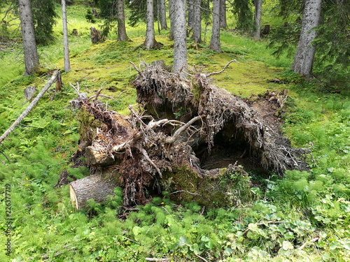 Alte Wurzeln eines umgestürzten Baumes im grünen Kiefernwald am Pürschling in den Ammergauer Alpen im Sommer in Unterammergau bei Oberammergau und Garmisch-Partenkirchen im Pfaffenwinkel in Oberbayern photo