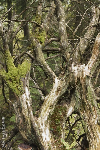 Abstract background -  the branches of an old mossy fallen tree in the forest