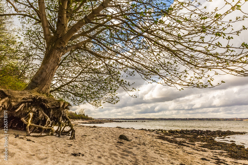 On the beach of the Baltic Sea, the flood flushed the roots of the tree. He is only on his roots - Schleswig Holstein, Holnis, Germany photo