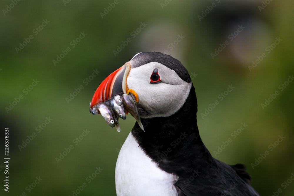 puffin on iceland with fish in beak, closeup, cute