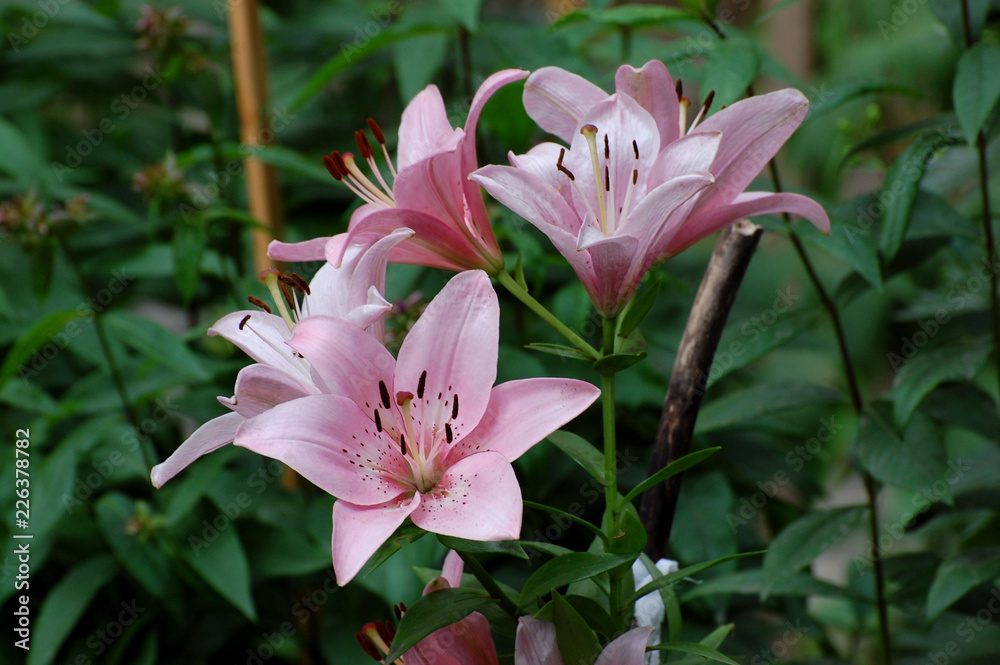 Fototapeta premium pink lily on green background