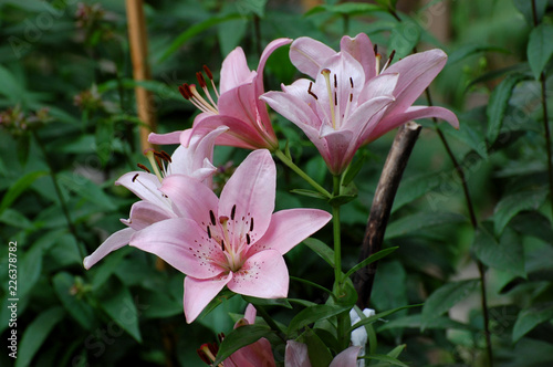 pink lily on green background