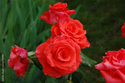 red rose in garden