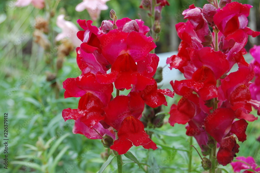 red flowers in garden red flowers in garden
