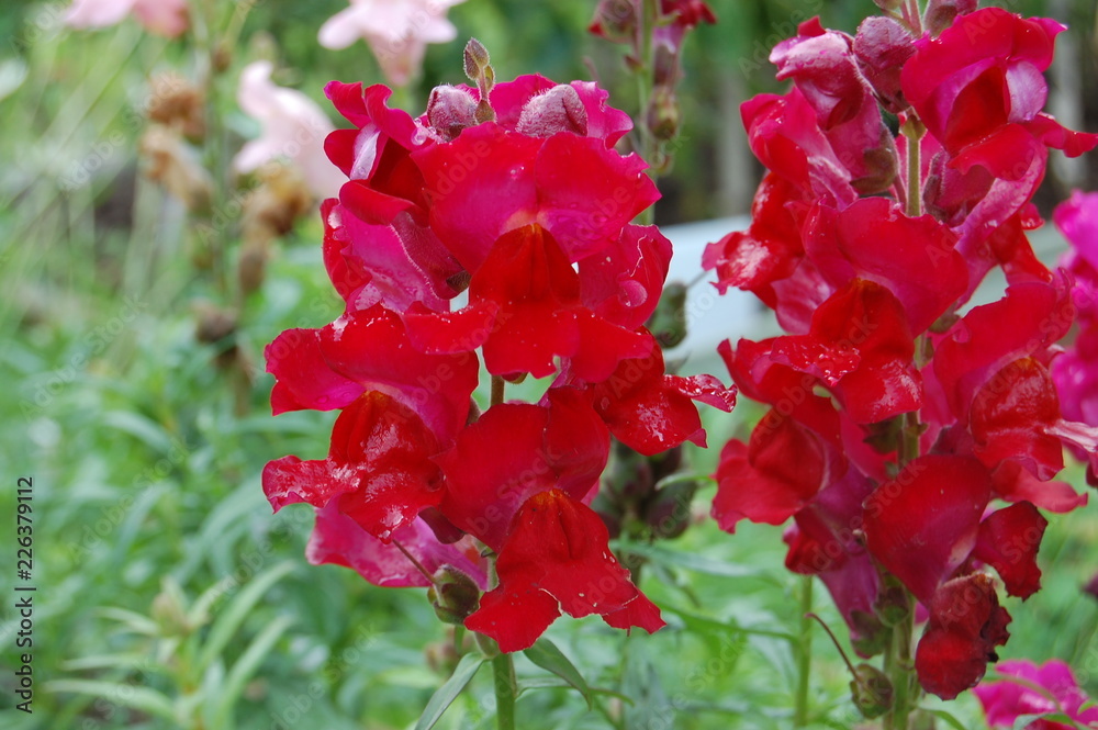 red flowers in garden