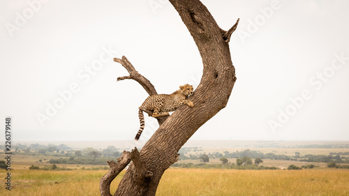 cheetah sitting on a tree looking out for prey