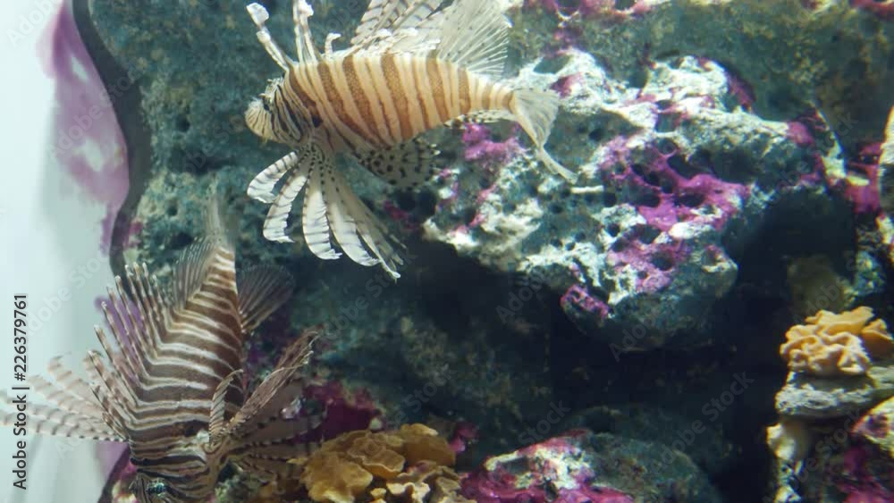 Beautiful fish in the aquarium on decoration of aquatic plants background. A colorful fish in fish tank. Beautiful fish in the aquarium on decoration of aquatic plants background. A colorful fish in fish tank.