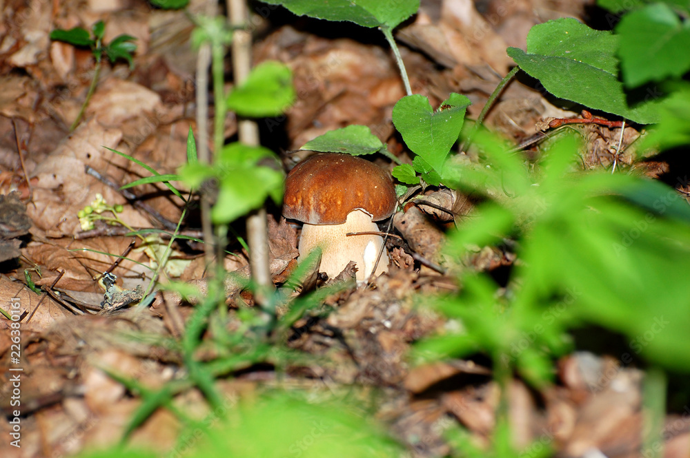 mushroom in forest mushroom in forest