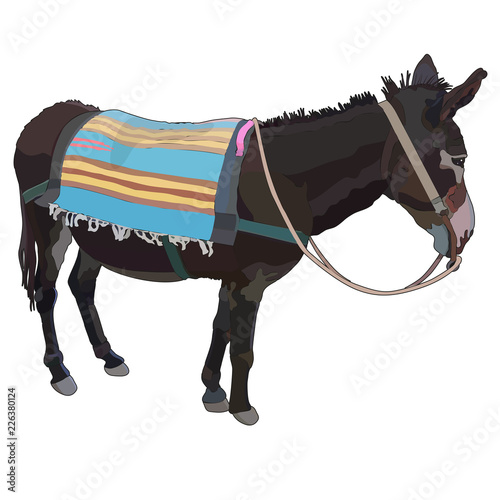 Realistic donkey with rug in vector