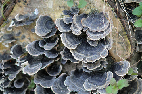 Trametes versicolor or turkey tail fungus covering a stump