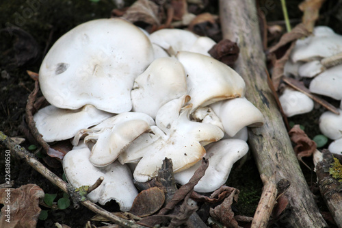 Cluster of white domecap mushrooms (Leucocybe connata, Lyophyllum connatum)