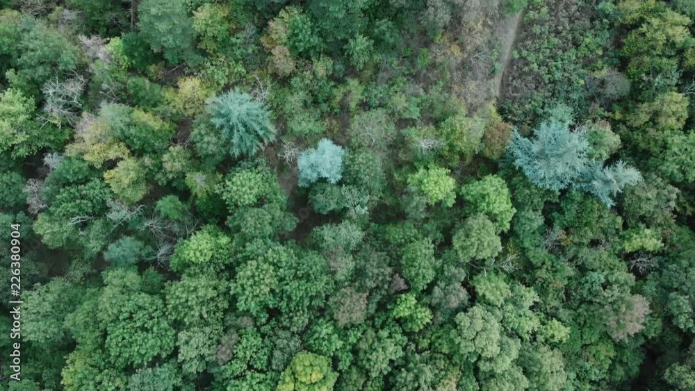 Overhead View Of Forest in the Autumn With Colourful Trees Overhead View Of Forest in the Autumn With Colourful Trees