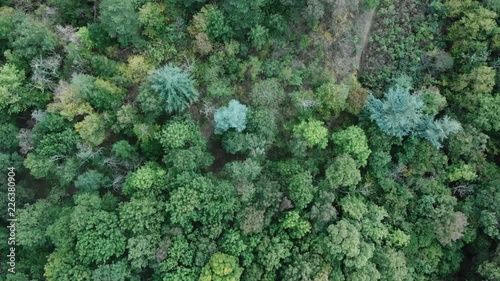 Overhead View Of Forest in the Autumn With Colourful Trees